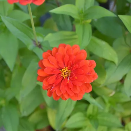 Ξενοδοχείο Riviera Ristorante La Briciola